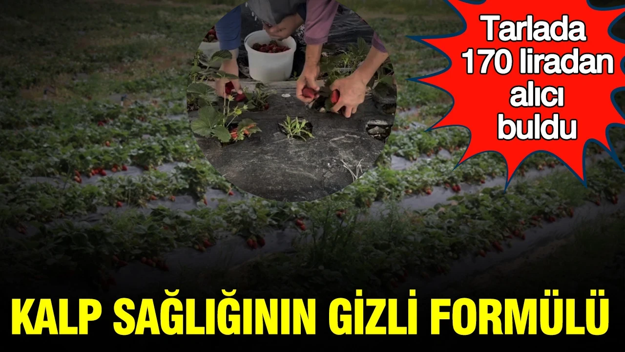 Kalp sağlığının gizli formülü: Kestel’in kırmızı iksirinde hasat zamanı
