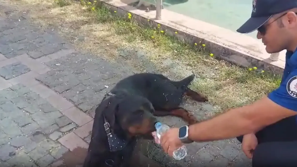 Polisten alkışlanacak hareket: Yaralı köpeğin imdadına yetişti