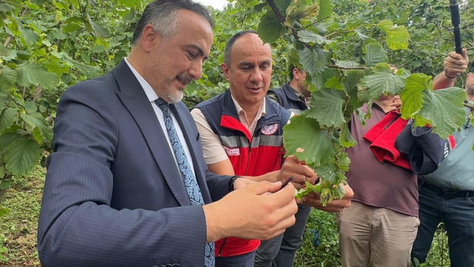 Giresun'da kahverengi kokarcaya karşı doğaya 1000 samuray arısı salındı
