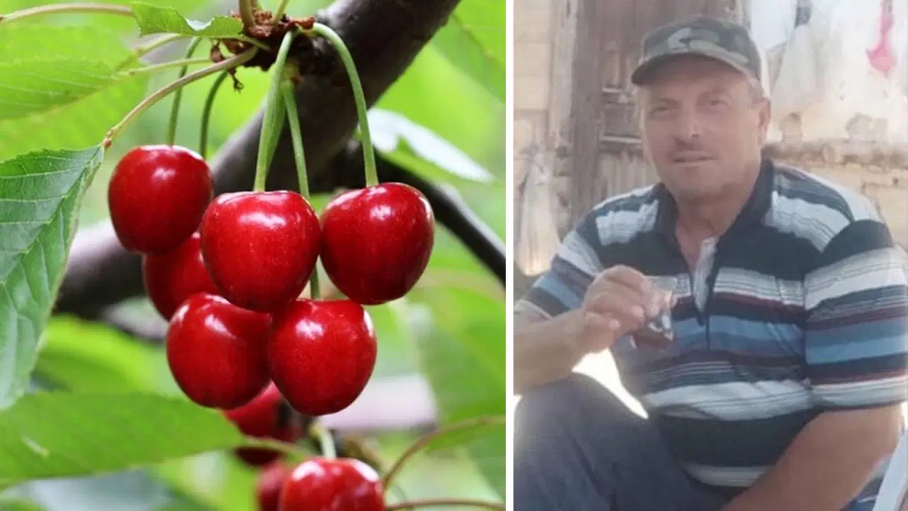 Kastamonu'da kiraz yiyen çift hayatını kaybetti: 'Tarım ilacı' şüphesi