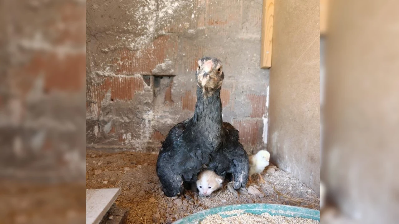 Kümese giren yavru kedi kuluçkadaki tavuğun kanatları altına sığındı