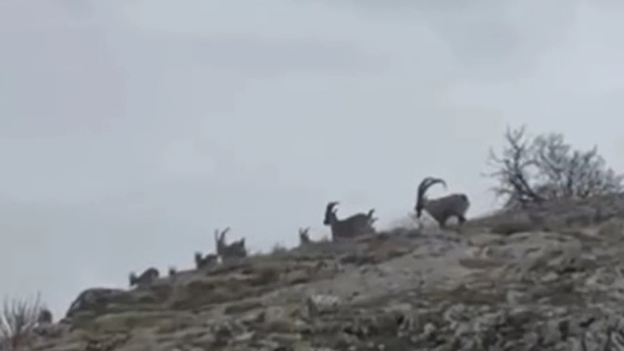 Elazığ’da dağ keçileri sürü halinde görüntülendi