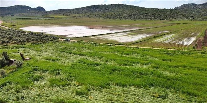 Doğal afetler ilk 6 ayda yaklaşık 900 bin dekar tarım alanına zarar verdi