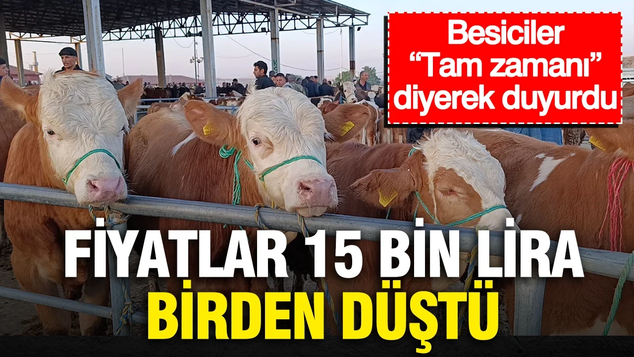 Fiyatlar 15 bin lira birden düştü... Besiciler “Tam zamanı” diyerek duyurdu