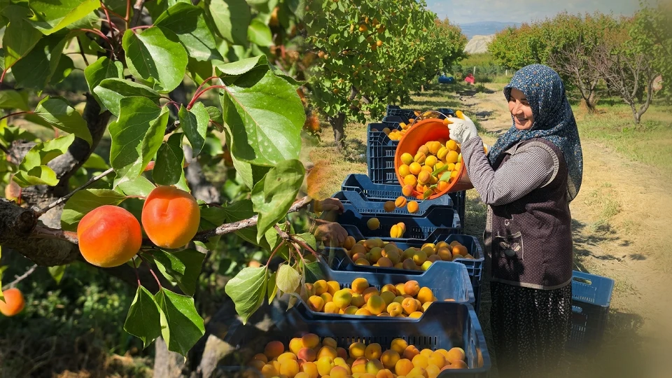 Türkiye'nin kayısı ambarı Mersin Mut'ta hasat zamanı: 250 bin ton rekor rekolte bekleniyor | EKONOMİ HABERLERİ