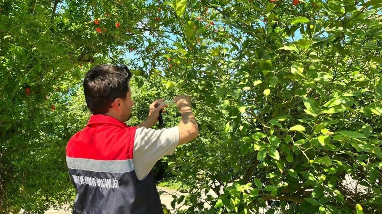 Rize'de kahverengi kokarca ile mücadele için samuray arısı salındı
