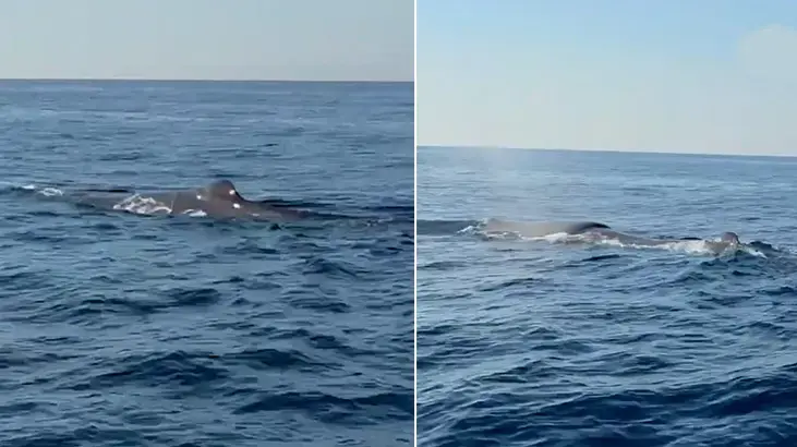 Alanya açıklarında balina görüntülendi! İşte yaşananlar...