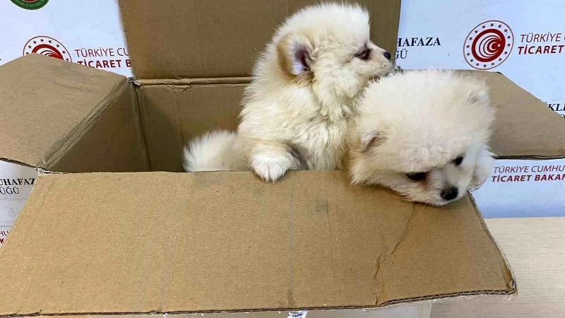 Kapıkule'de kaçak hayvan ticareti engellendi: Pomeranianlara el konuldu