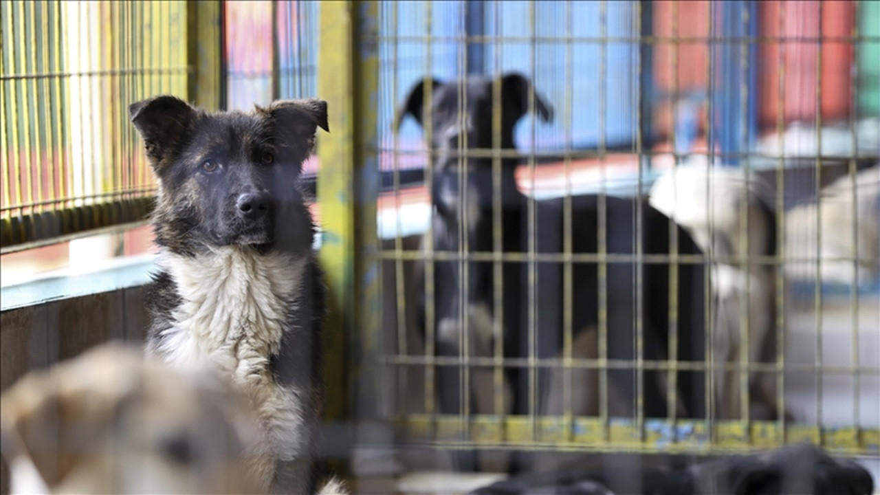 NATO Zirvesi öncesi emniyetten yazı: Sokak köpeklerinin toplatılması emri verildi