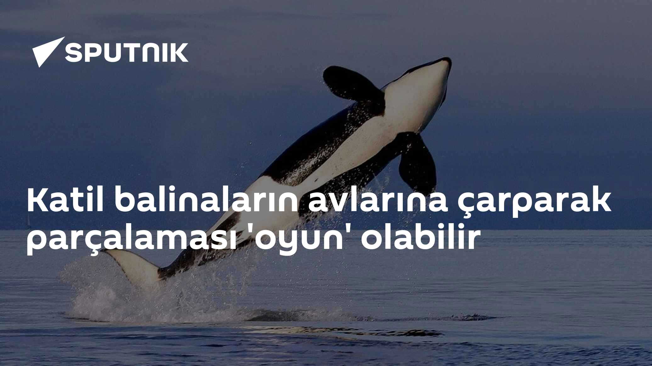 Katil balinaların avlarına çarparak parçalaması 'oyun' olabilir