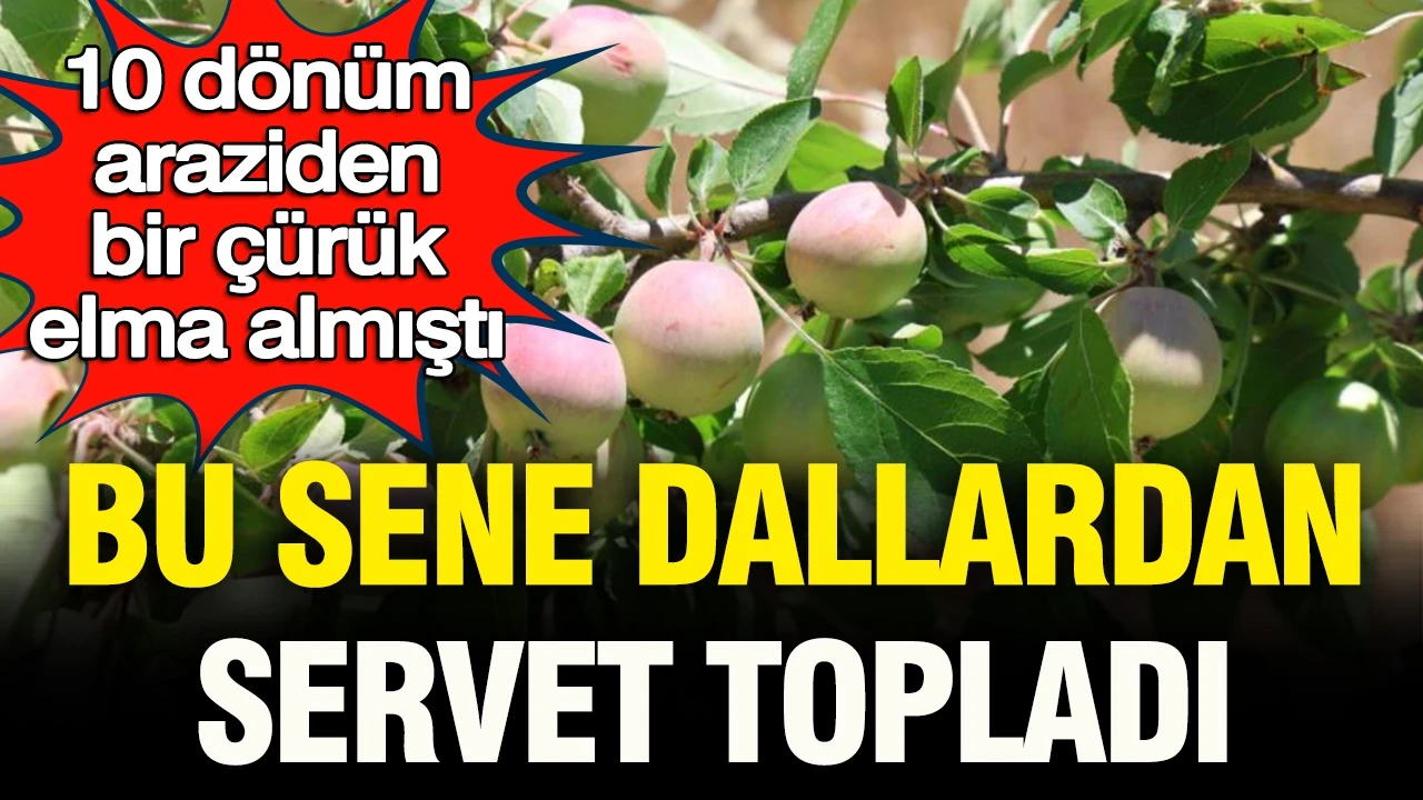 10 dönüm araziden 1 çürük elma çıkmıştı: Bu sene dallardan servet topladı