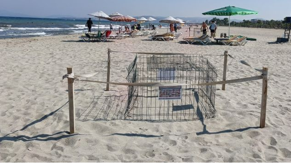 Kuşadası'nda bir caretta caretta yuvası daha