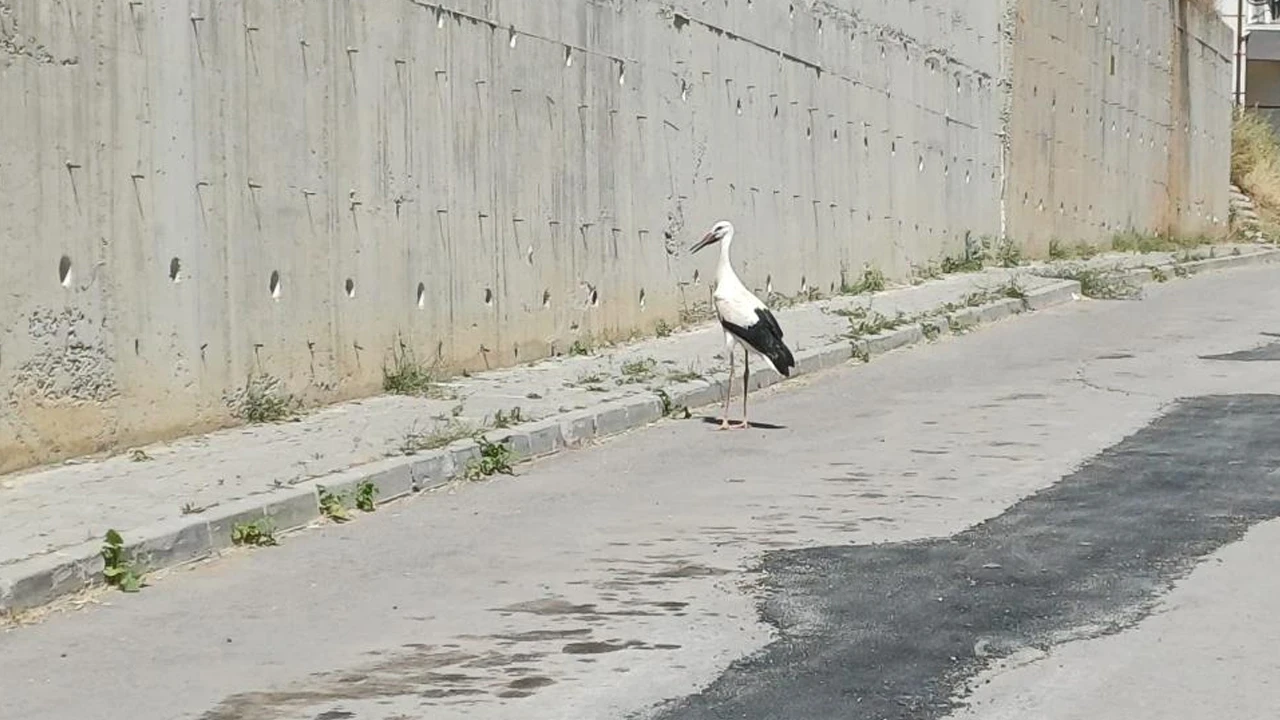 Konya'da yaralı leylek için seferberlik: Cami kubbesindeki yuvasından kurtarıldı
