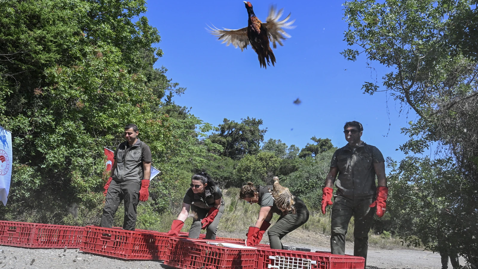 İstanbul'u kene ve kahverengi kokarca basınca yüzlerce sülün doğaya bırakıldı