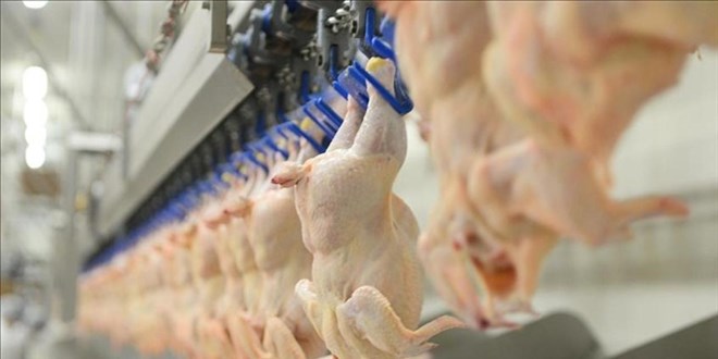 Tavuk eti üretimi mayısta azaldı