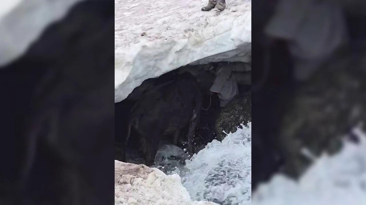 Buzul çukuruna düşen dana traktörle kurtarıldı
