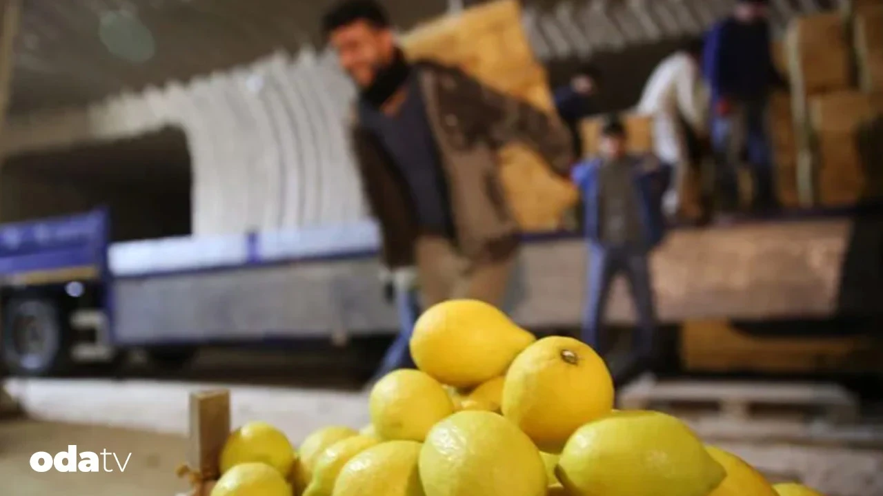 Kapadokya'nın doğal depolarında olgunlaşan limonlar fiyatları düşürüyor
