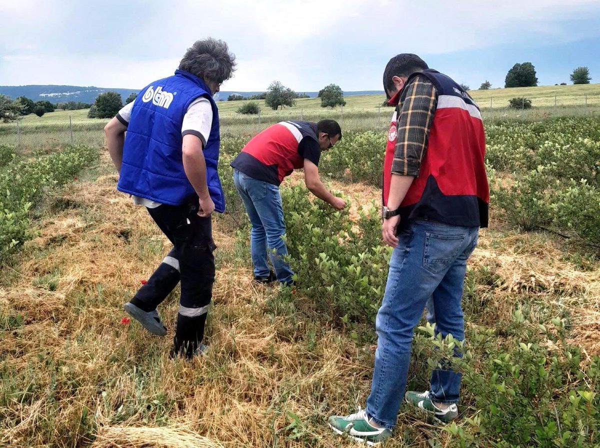 Domaniç'te aronya üretimine yönelik teknik çalışmalar sürüyor