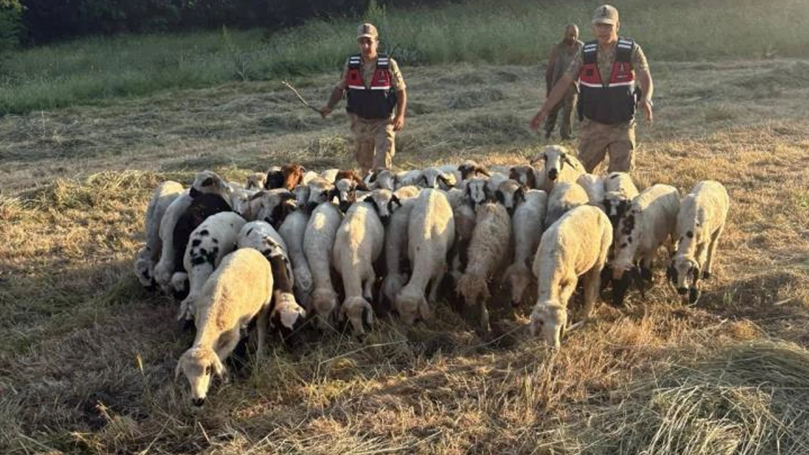 Tunceli’de kayıp küçükbaş hayvanlar dron desteğiyle bulundu