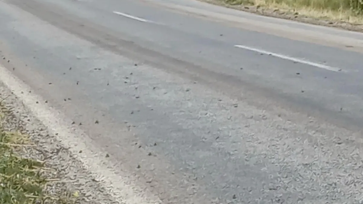 Tokat'ta kara yolu kurbağalarla doldu! Binlercesi aynı anda karşıya geçmeye çalıştı