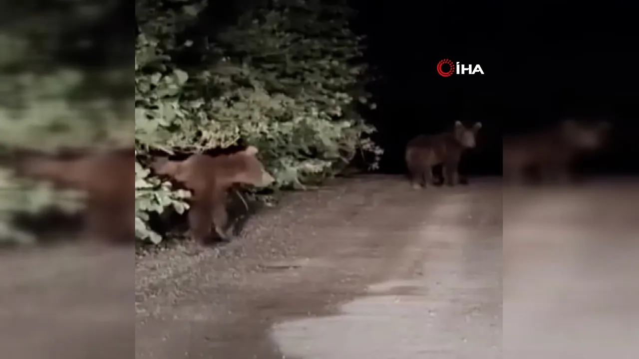 Otomobilin önüne yavru ayılar çıktı! Geri manevra yaparak böyle kaçmaya çalıştı