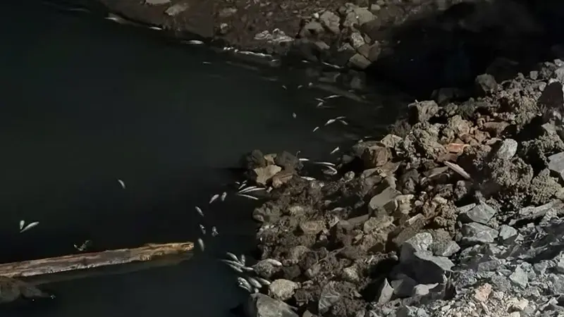 Bakırköy Çırpıcı Deresi’nde toplu balık ölümü