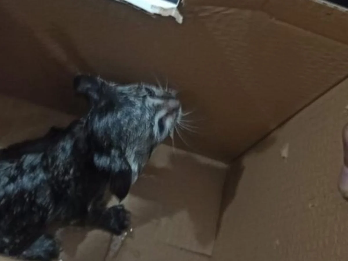 Siirt'te lavabo borusuna sıkışan kedi kurtarıldı