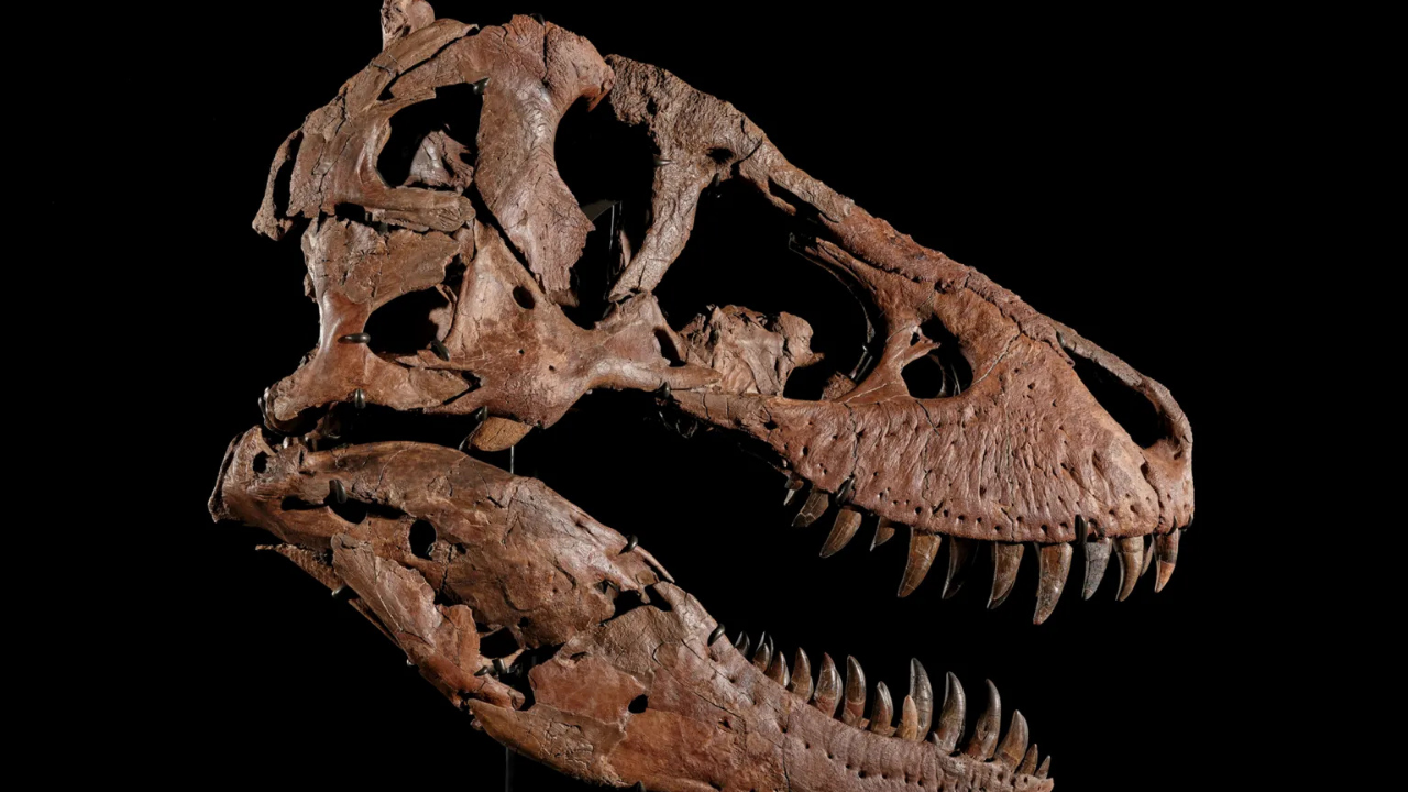 Açık artırmada rekor: T-rex iskeleti 50,1 milyon dolara satıldı