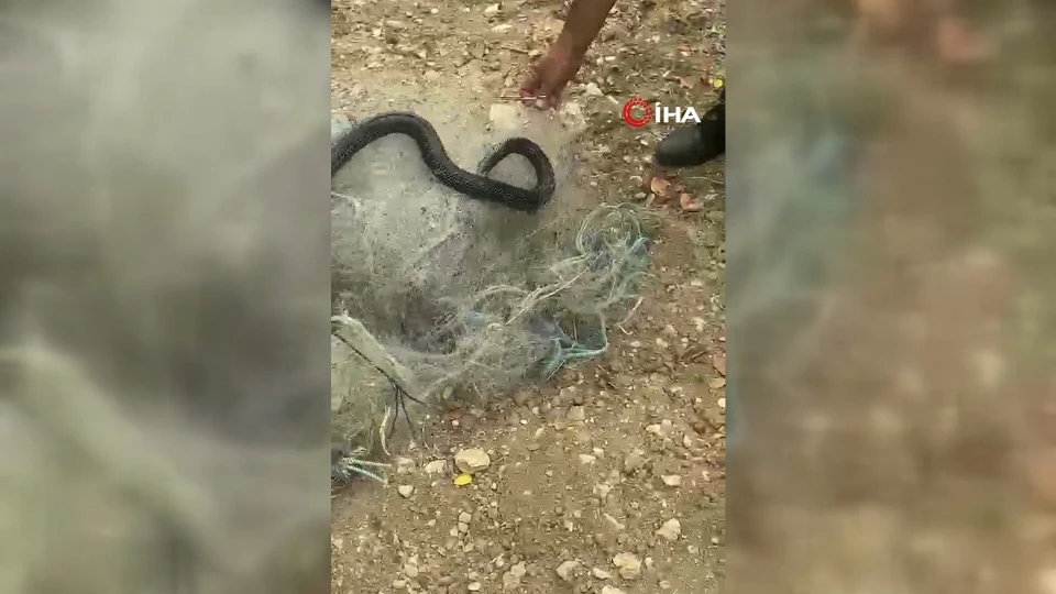 Hatay’da Ağa Takılan Yılan Vatandaş Tarafından Kurtarıldı