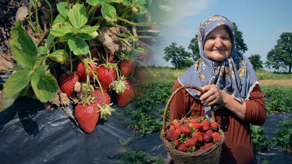 Bilecik'te Hobi Olarak Başladı, 42 Dönüme Çıkardı! Pazarda Satacak Çilek Bulamıyor | BİLECİK YEREL HABERLERİ