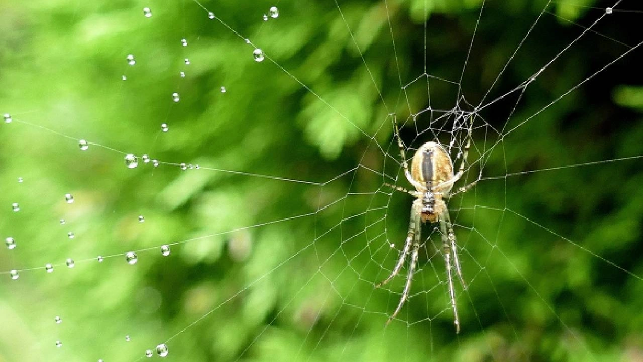Örümcekleri evden uzak tutan bilimsel olarak kanıtlanmış tek kokunun sırrı