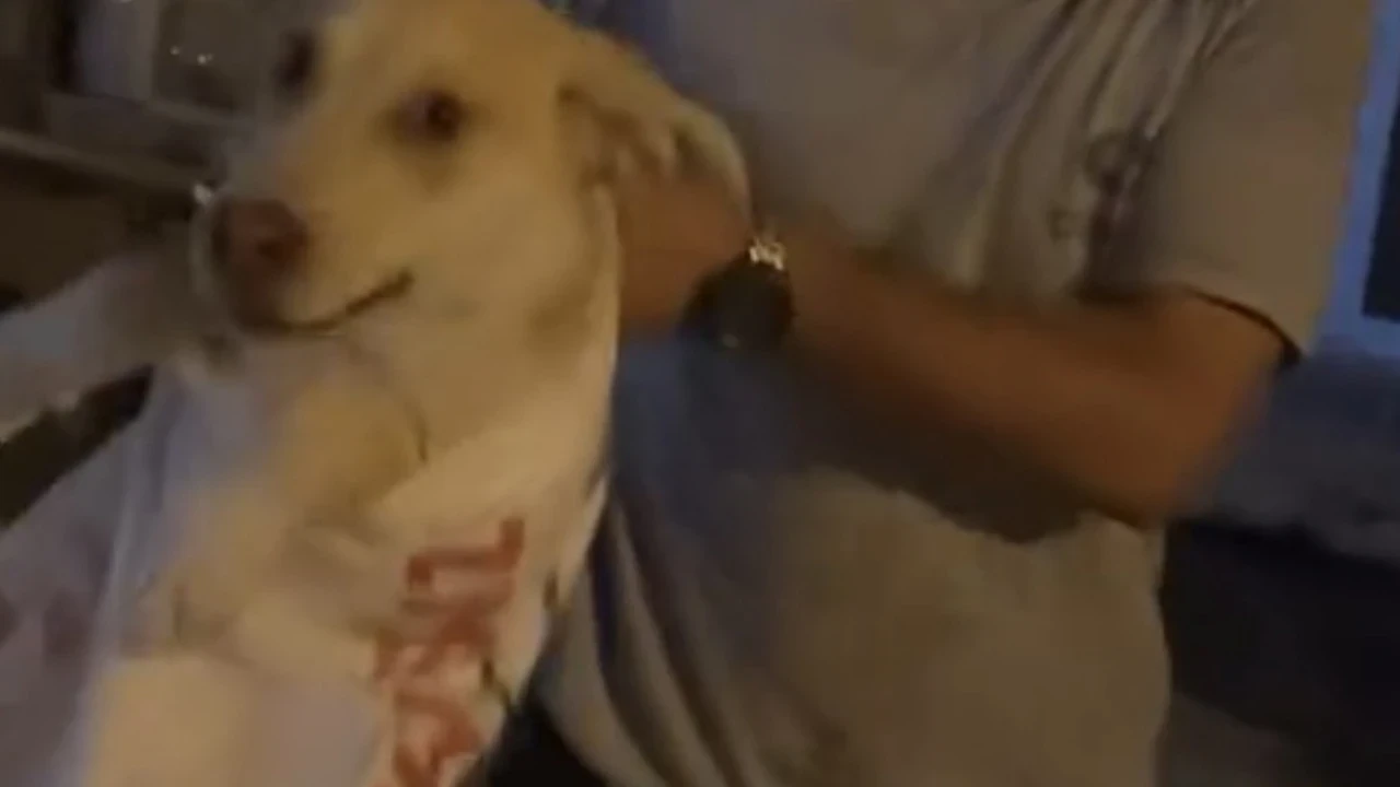 Çuvala koyulan köpeği, hayvansever kadın kurtardı