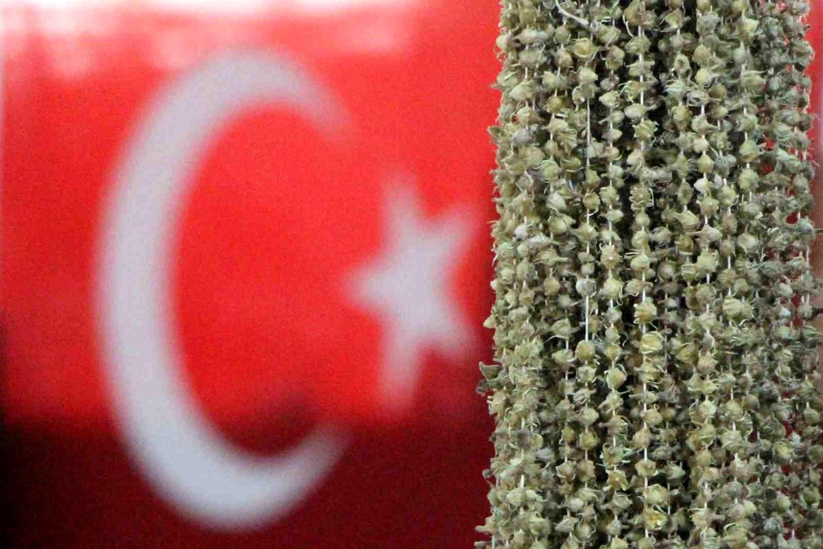 Amasyalı bamyacılar Uganda bamyasını ombdusmana şikayet etti