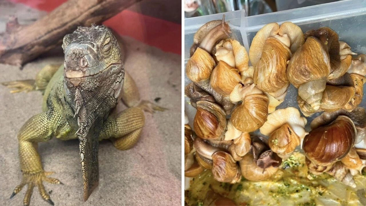 Görenler gözlerine inanamadı! İstanbul’da egzotik hayvan operasyonu