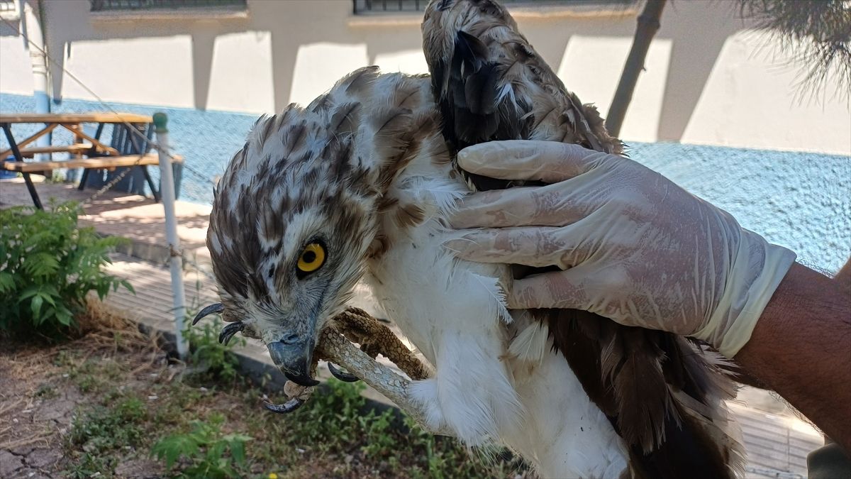 Batman'da yaralı bulunan kartal tedavi altına alındı