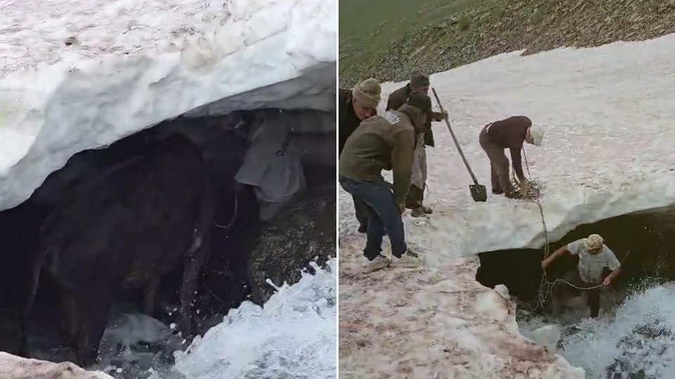 Erzurum 'da buzula düşen dana traktörle çıkarıldı