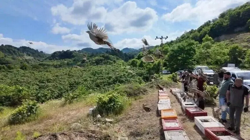 Doğanın gizli kahramanları görev başında! Keneleri ve kokarcayı avlıyorlar: Binlerce sülün salındı