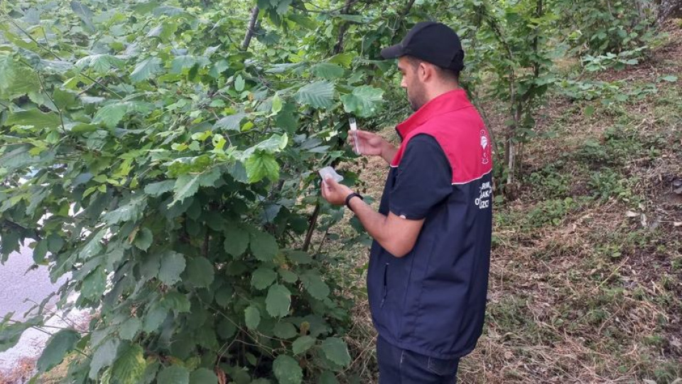 Kaynaşlı'da kahverengi kokarcaya karşı Samuray araları doğaya salındı