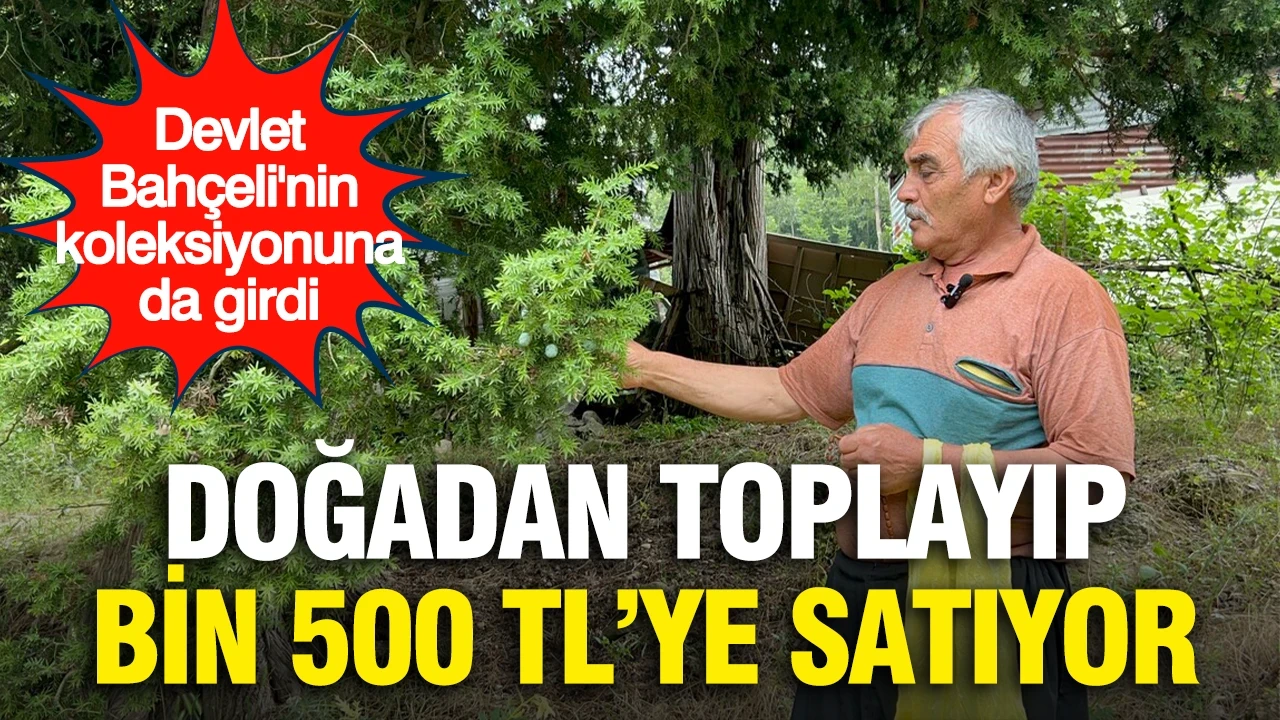 Doğadan topladığı çekirdekleri bin 500 TL’ye satıyor: Devlet Bahçeli'nin koleksiyonuna da girdi