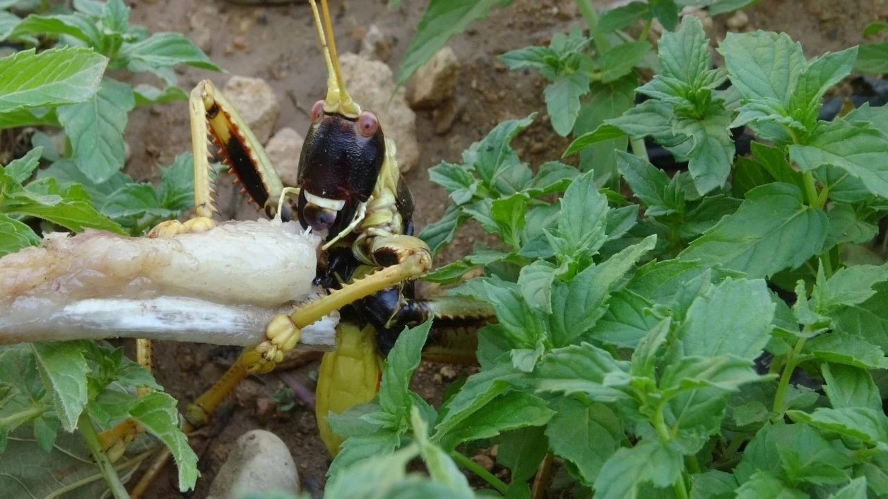 Mercimek tarlasında şaşırtan anlar! Dev çekirgeyi etle besledi