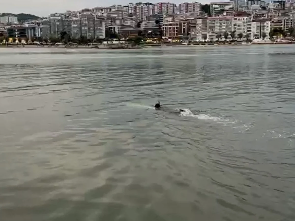Samsun'da ekipleri harekete geçiren eşyalar profesyonel yüzücünün çıktı