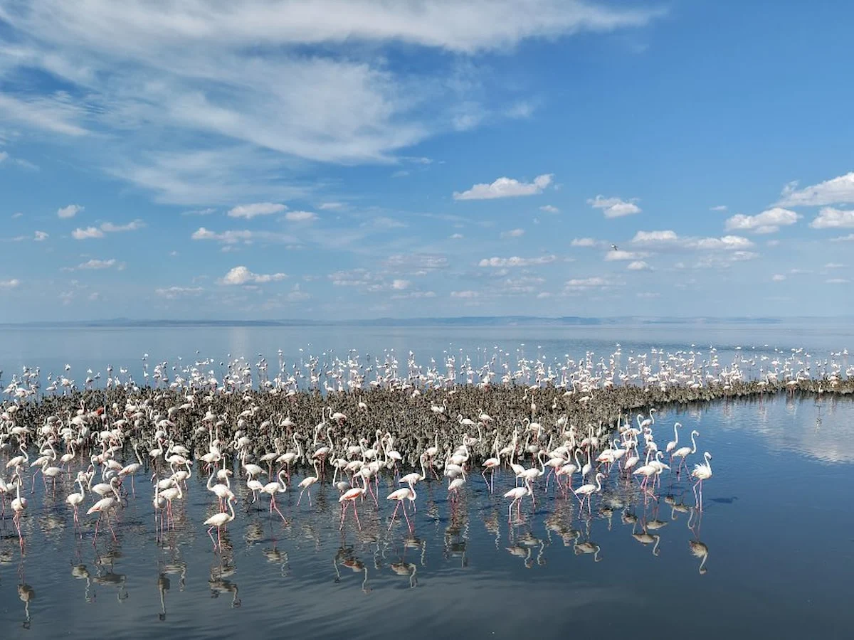 Tuz Gölü'nde yavru flamingolar dikkat çekti