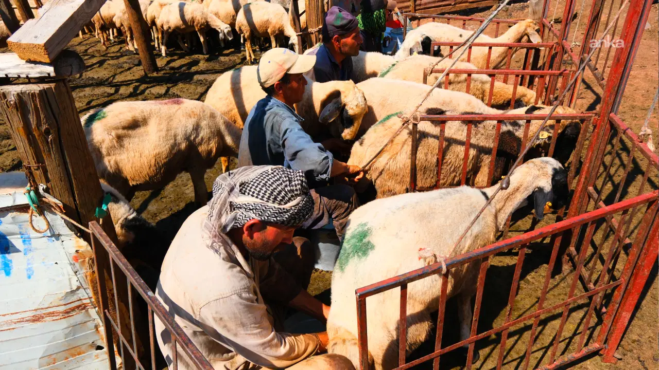 Tunceli’de besiciler yayla sorunlarına isyan etti: 'Bir ay içinde 30-40 malım telef oldu'