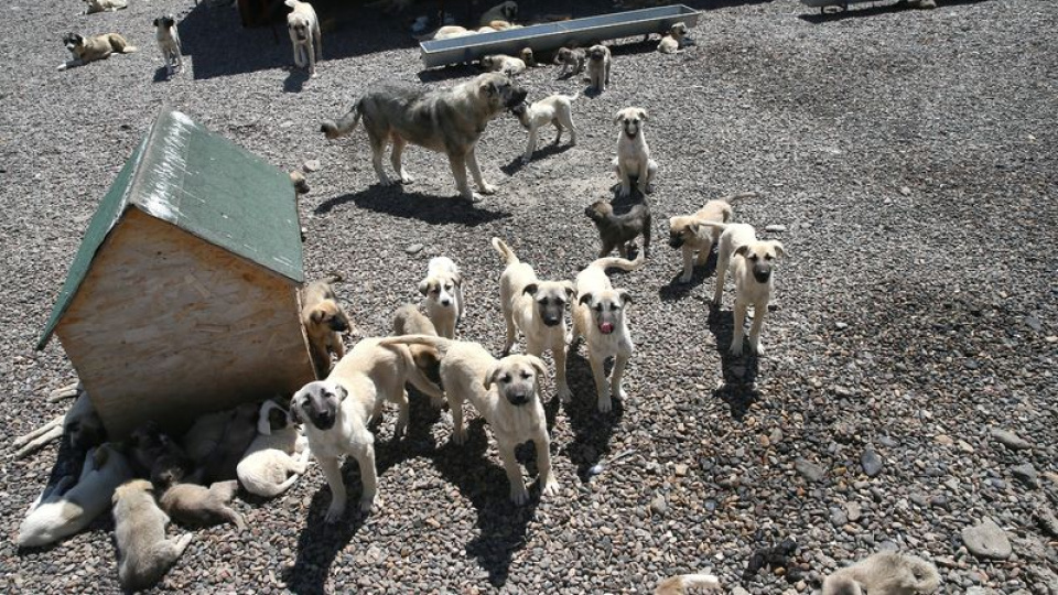 Ankara Valisi Canbolat 52 bin sahipsiz köpeğin toplandığını açıkladı