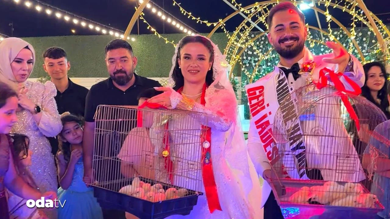 Düğünde damada altın yerine 100 civciv takıldı