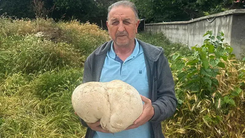 Bahçesinde 3,5 kiloluk mantar buldu