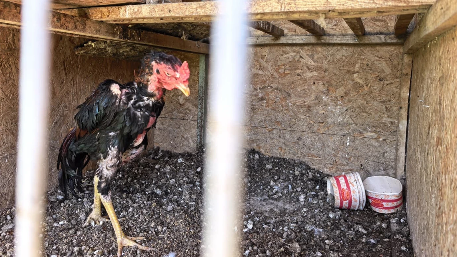 Bursa’da horoz dövüştürülen eve baskın; 50 kişiye 650 bin TL ceza