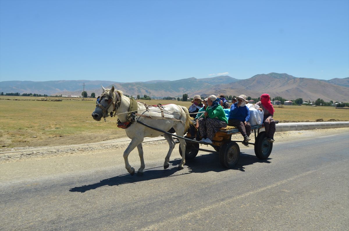 Muş'ta kadınlar her gün kilometrelerce yol aşıp sürüleri sağıyor