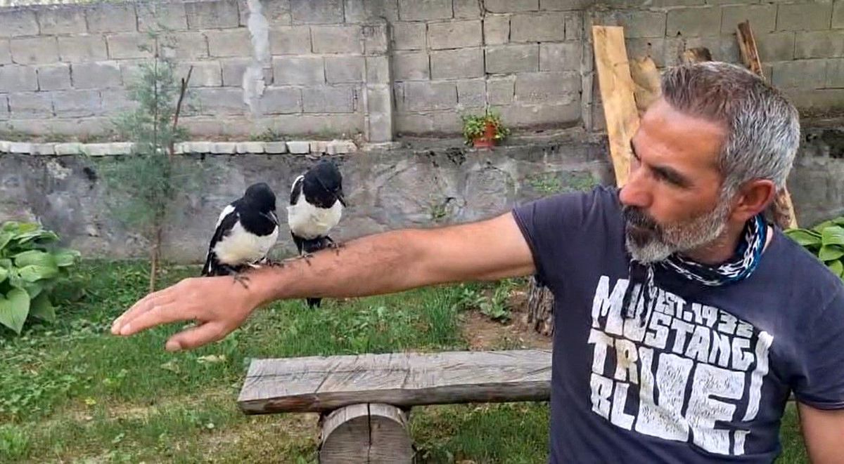 Erzincan'da ağaçtan düşen yavru kuşları sahiplenerek doğaya kazandırıyor