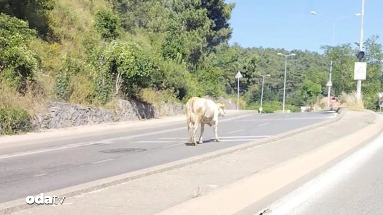 Caddede başıboş inek şaşırttı